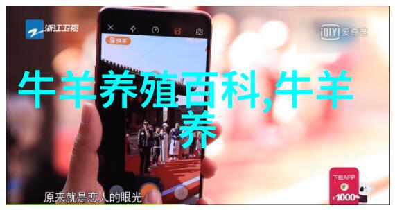 饲养绵羊须注意补足饲料