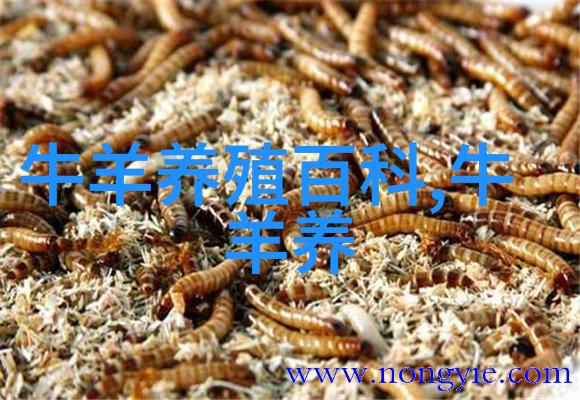 肉牛短期育肥技术要点