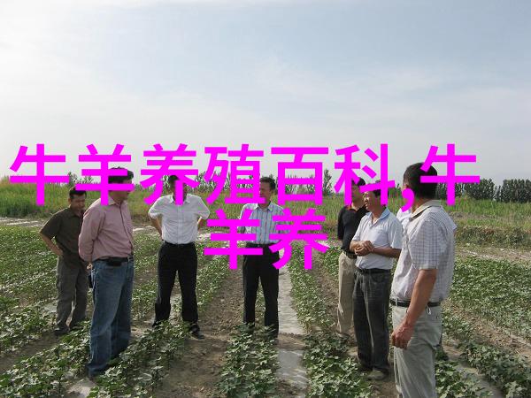 肉牛的饲养管理(二)
