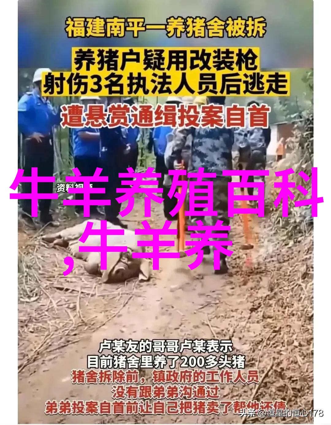肉牛好育技术要配套
