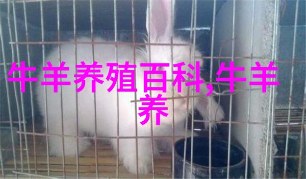 肉牛短期育肥应避免的几个问题